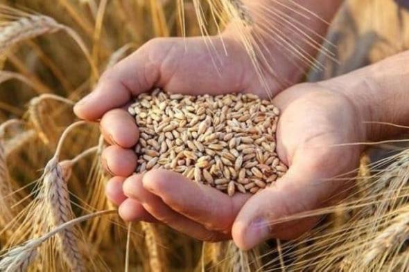 "البيئة": برنامجٌ لتحسين إنتاجية القمح والشعير