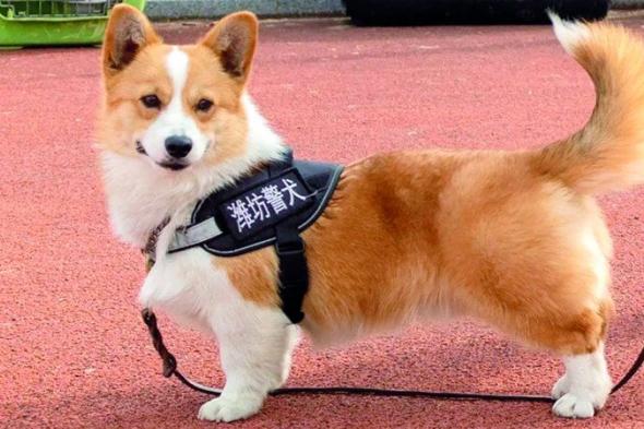 فوزاي.. كلب شرطة بالزي الرسمي يثير الاهتمام في  الصين
