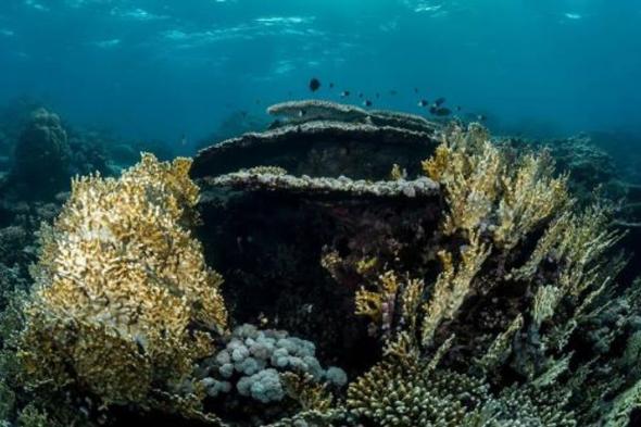 «البحر الأحمر الدولية» تعرض فيلمًا وثائقيًا عن الشعب المرجانية