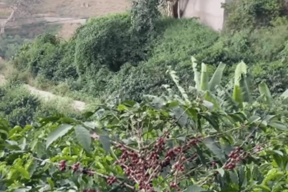 مزارعو جبل منجد بمحافظة هروب يتجهون لزيادة رقعة مزارع البن