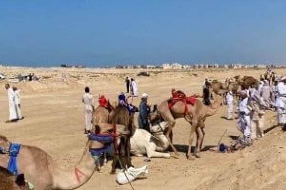 شمال سيناء تشهد فعاليات مهرجان سباق الهجن بمشاركة هجانة من كل المحافظات