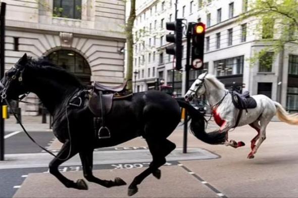 خيول هائجة في شوارع لندن.. تصيب 5 بجروح وتحطم سيارات وحافلات