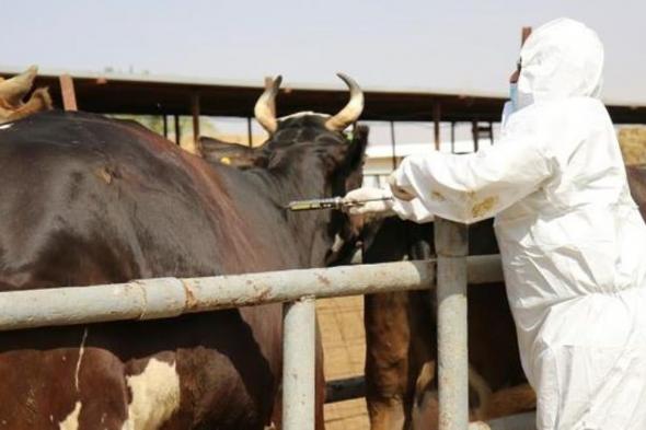 «وقاء الرياض» يبدأ تحصين أكثر من مليون رأس ماشية ضد مرض الحمى القلاعية