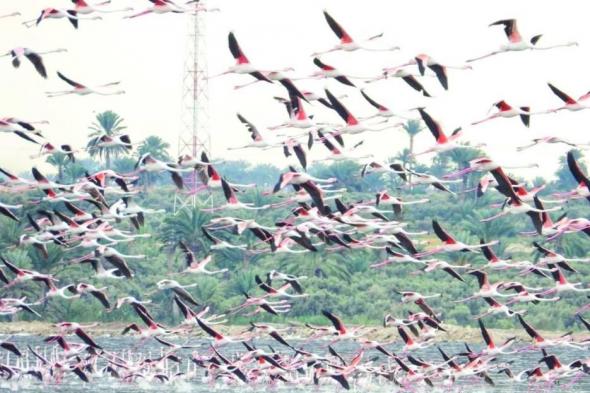 مصر تشدد من الرقابة لحماية الطيور المهاجرة