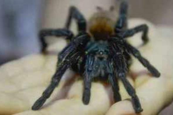 فرنسا تفتح ملف الاتجار بالحيوانات السامة بعد ضبط 1000 عنكبوت الأرملة السوداء