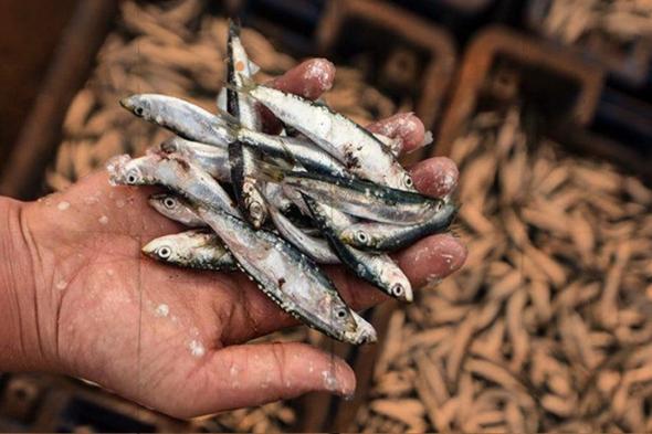 وزارة الفلاحة تدخل على خط فضيحة صيد أطنان من الأسماك الصغيرة ورميها في عرض البحر، وهذا ما قررته في حق المتورطين