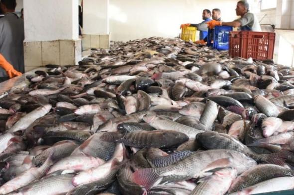أسعار الأسماك في سوق العبور اليوم الخميساليوم الخميس، 25 أبريل 2024 10:25 صـ   منذ ساعة 4 دقائق
