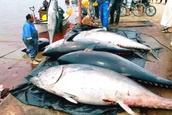أول مزرعة لتسمين التونة في الجزائر بطاقة 950 طن