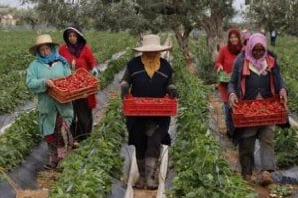 موسم جمع الفراولة في تونس