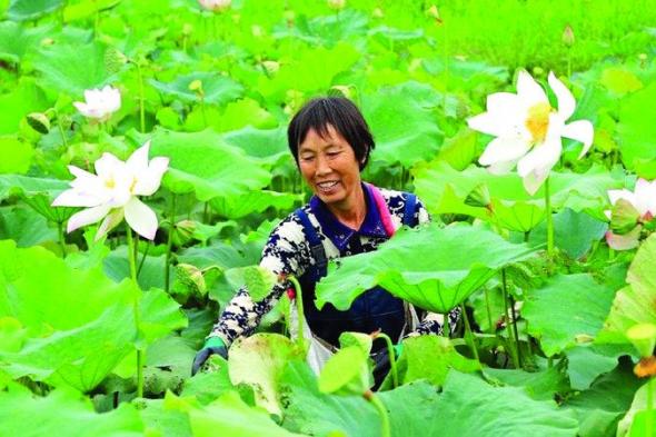 الصين تحقق قفزة نوعية في تربية البذور بالفضاء