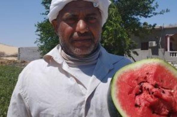 شاهد جمع محصول البطيخ فى أراض المنيا.. فيديو وصور