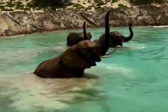 حمدان بن محمد ينشر فيديو رائعاً لأفيال تستمتع بتجمعات الماء في دبي