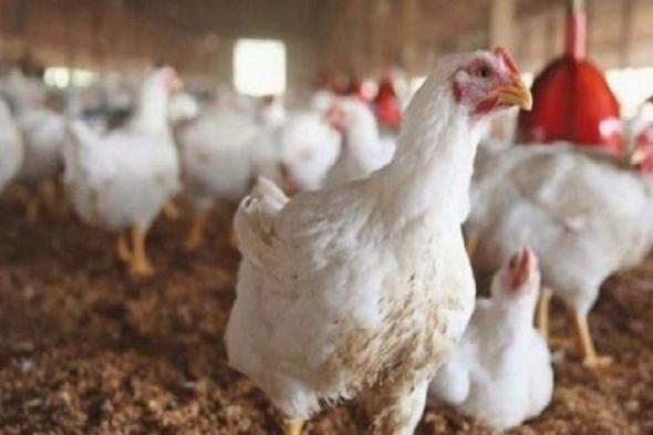 أسعار الدجاج توقع على تراجع جديد أثار استحسان المستهلكين، وهذه توقعات الفترة المقبلة