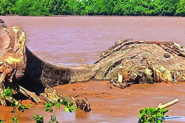 الفيضانات تقتلع شجرة عملاقة عمرها 800 سنة في كينيا