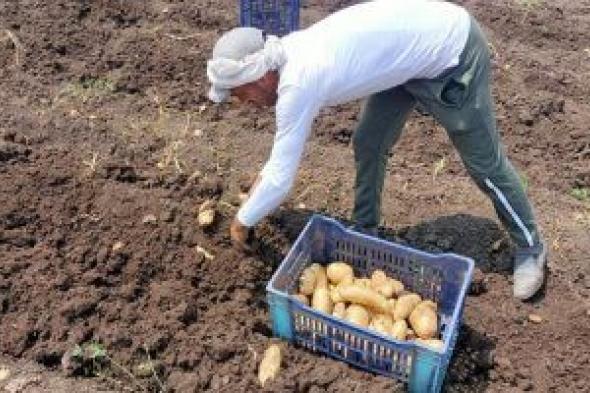 حصاد محصول البطاطس فى المنوفية