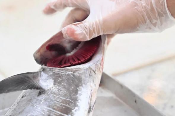 «بيئة جازان» تنفذ 3228 جولة رقابية على أسواق الأسماك والمنتجات البحرية