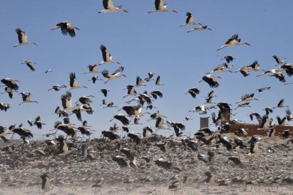 أكثر من نصف مليار طائر سنويًا.. المملكة وجهة عبور رئيسية لهجرة الطيور