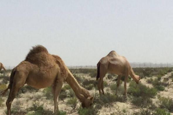 «بيئة أبوظبي» تُعلن بدء موسم الرعي في الإمارة من 15 مايو إلى 15 أكتوبر