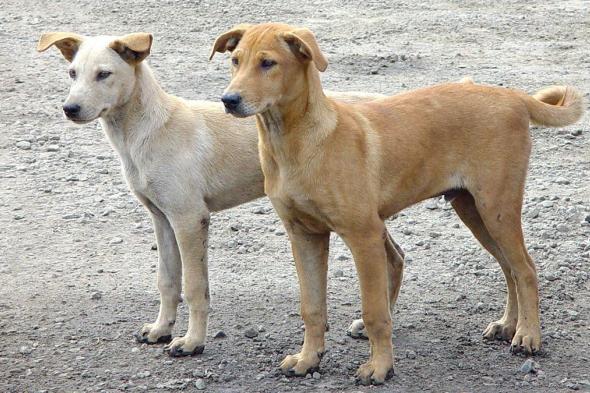الكلاب الضالة تجتاح كورنيش أكادير وتهدد أمن وسلامة المصطافين