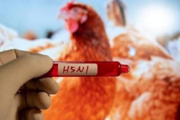 العثور على فيروس إنفلونزا الطيور في 10 مدن أمريكيةاليوم الثلاثاء، 14 مايو 2024 05:12 مـ   منذ ساعة 11 دقيقة
