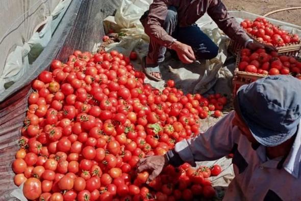 أسعار الطماطم توقع على ارتفاعات جديدة، ومهنيون يكشفون الأسباب