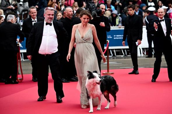 مهرجان كان 2024: الكلب ميسي بطل فيلم Anatomy of a fall يصل السجادة الحمراء