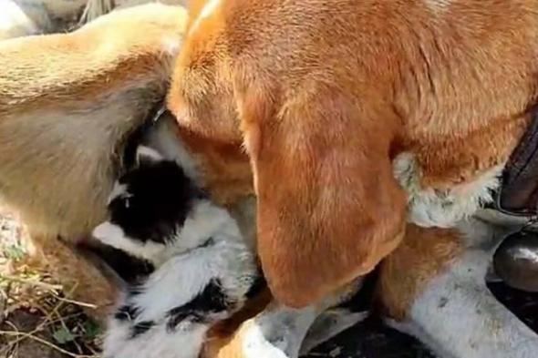 بالفيديو| «مقاطع مؤثرة».. كلبة عقيمة ترضع قطة وكأنها ابنتها في تركيا