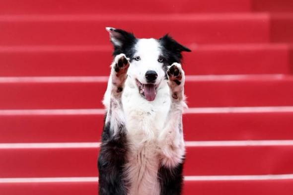 الكلب «ميسي» يخطف الأنظار في مهرجان «كان» السينمائي