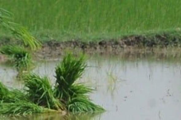 زراعة الغربية: بدء موسم زراعة الأرز لـ70 ألف فدان بالمحافظة