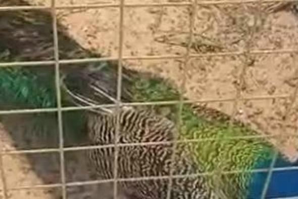 شاهد الغزلان والقرود فى حديقة الحيوان بدسوق فى كفر الشيخ