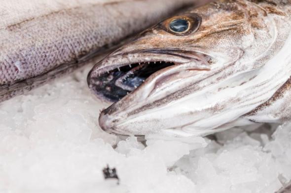ضبط 500 كيلو أسماك فاسدة في سوق الدمام المركزي