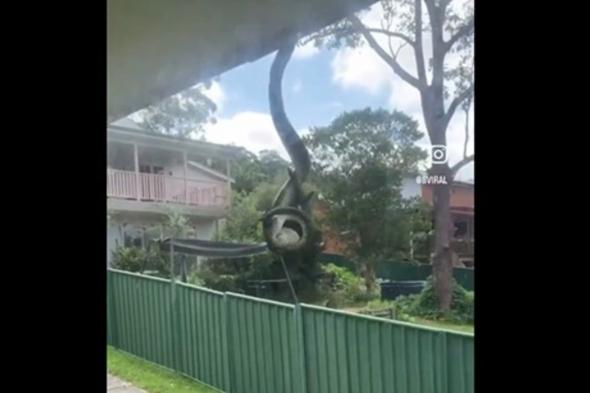 كأنها شجرة تحمل الموت.. شاهد ما فعله ثعبان عملاق في حديقة منزل بأستراليا