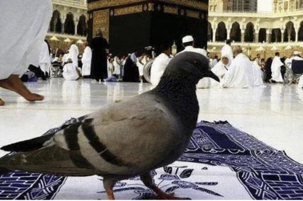ما أسباب اختلاف حمام الحرم عن بقية أنواع الطيور؟.. باحث يجيب