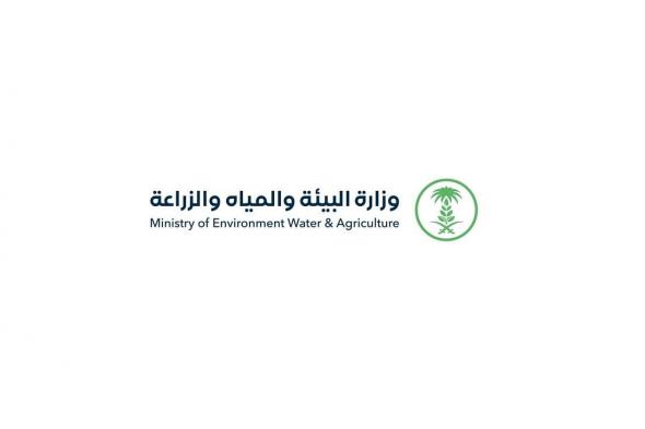 "البيئة": نجاح تجاري لتجربة حصاد 3 أصناف مطورة من القمح المحلي بإنتاج 8 آلاف كجم للهكتار