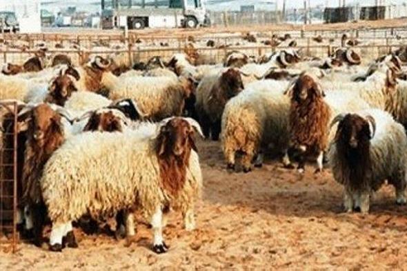 "الحمود": الأضحية لا تجزئ إذا وجدت فيها هذه العيوب الأربعة.. وما كان مثلها أو أشدّ
