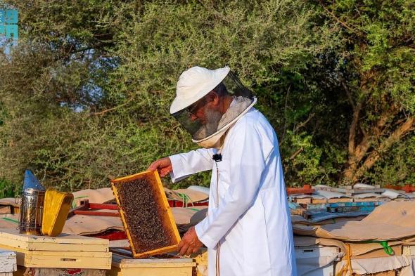محمية الملك عبدالعزيز الملكية تبدأ في إصدار تصاريح تربية النحل وفق ضوابط جديدة
