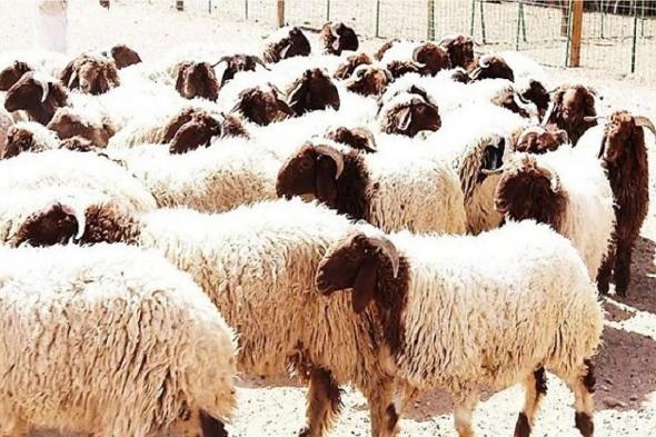 وداعًا للتقدير العشوائي.. "الميزان" يحسم أسعار الأضاحي بدءًا من عيد الأضحى القادم