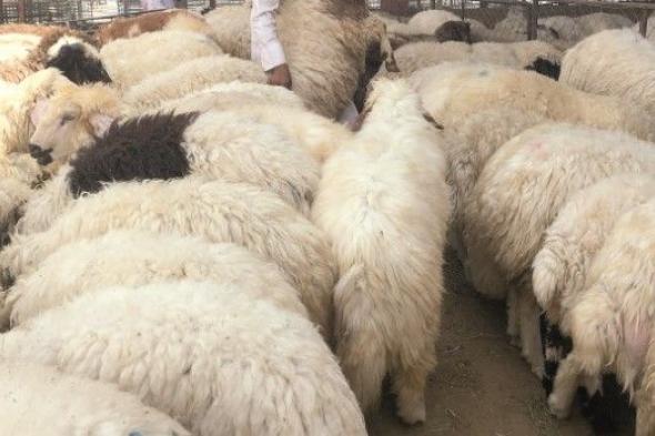 أسواق الأضاحي في عسير.. الإقبال يحدد الأسعار