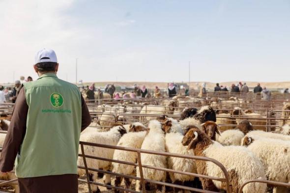 «عكاظ» تكشف أسرار بيع المواشي بالوزن