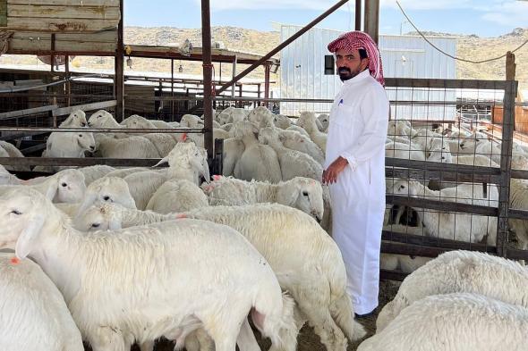 استقرار ملحوظ في أسعار الأغنام بسوق الطائف قبيل عيد الأضحى.. وإقبال نشط من المتسوقين