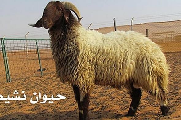 بالصور.. خبراء يحذرون من 17 مؤشرًا للمرض ويكشفون لـ”سبق” مواصفات الأضحية السليمة