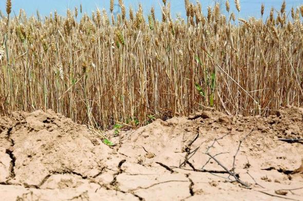 الحر والجفاف يهددان محصول القمح في الصين