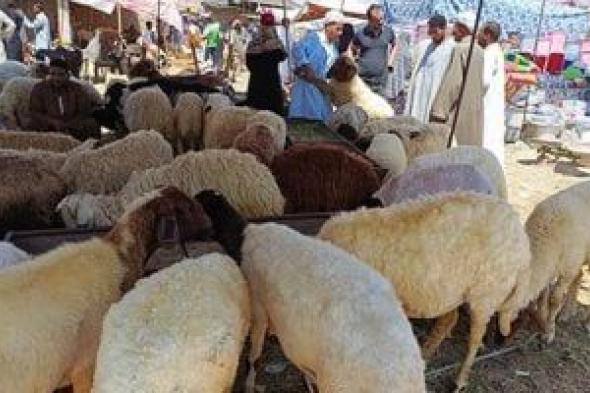 باحث يكشف.. كيف يتم التعامل مع الأضحية قبل عملية الذبح؟