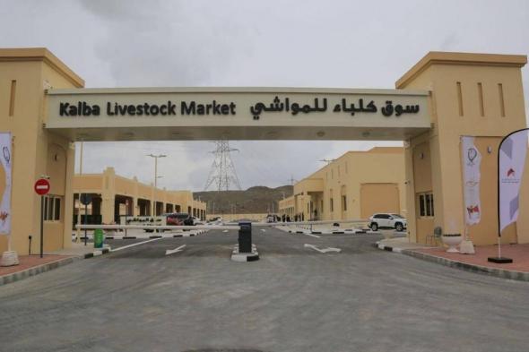 خطة متكاملة في أسواق المواشي بكلباء وخورفكان