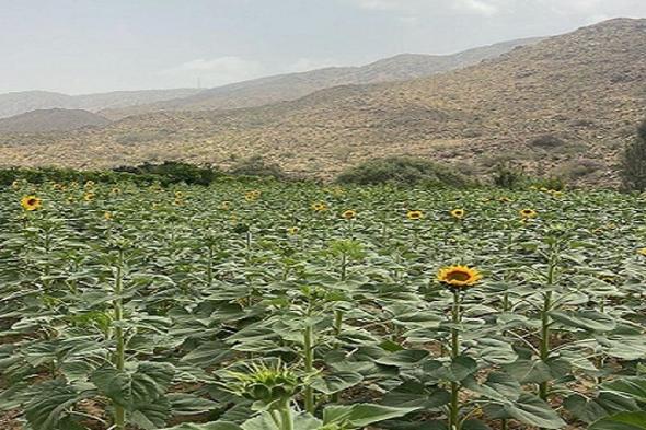 مبادرة دوار الشمس تضع حلولًا استراتيجية لعجز تجاري يبلغ 917 مليون ريال في واردات الزيت