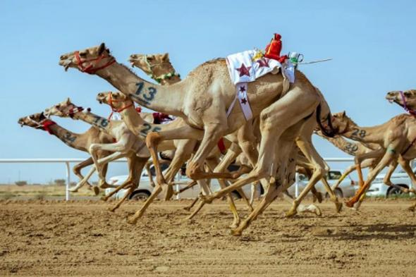 الهجن الأردنية حاضرة في مهرجان ولي العهد بالطائف