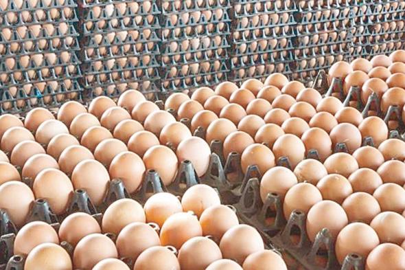 جمله وقطاعي.. سعر كرتونه البيض اليوم الخميس 9 اكتوبر 2025 وفق آخر تحديث بختام التعاملات