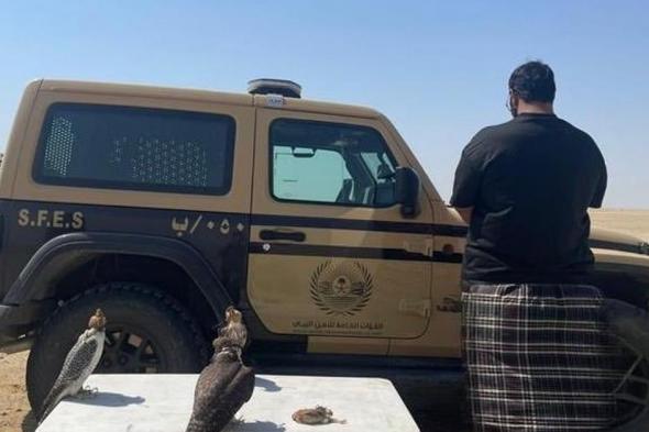 "الأمن البيئي" يضبط مواطنًا في ينبع اصطاد دون ترخيص وبحوزته 3 صقور وطائر سمان مخالف لنظام البيئة
