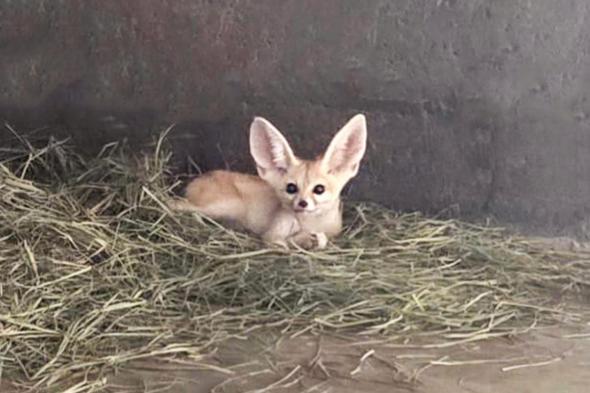 شرطة الشارقة تُحبط عملية اتجار غير مشروع بحيوانات محمية قانوناً