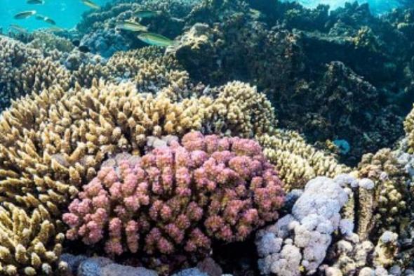 اختصاصية: 3 إجراءات لرفع كفاءة إدارة الموارد البحرية